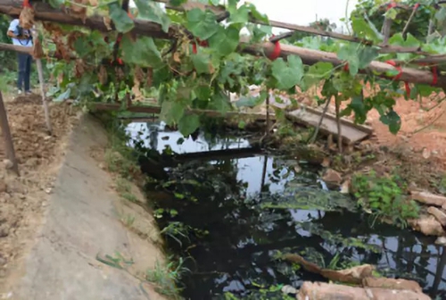 長(zhǎng)沙市后湖：徹底消除黑臭，實(shí)現(xiàn)“長(zhǎng)治久清”